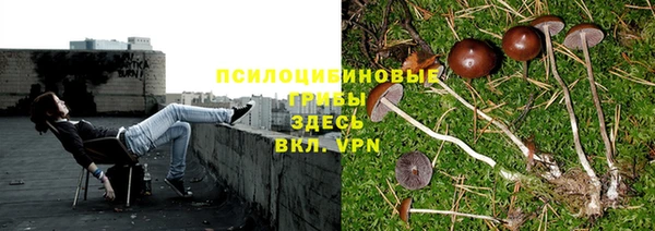 индика Абаза